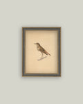 bird framed antique art 7x9