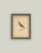 bird framed antique art 7x9