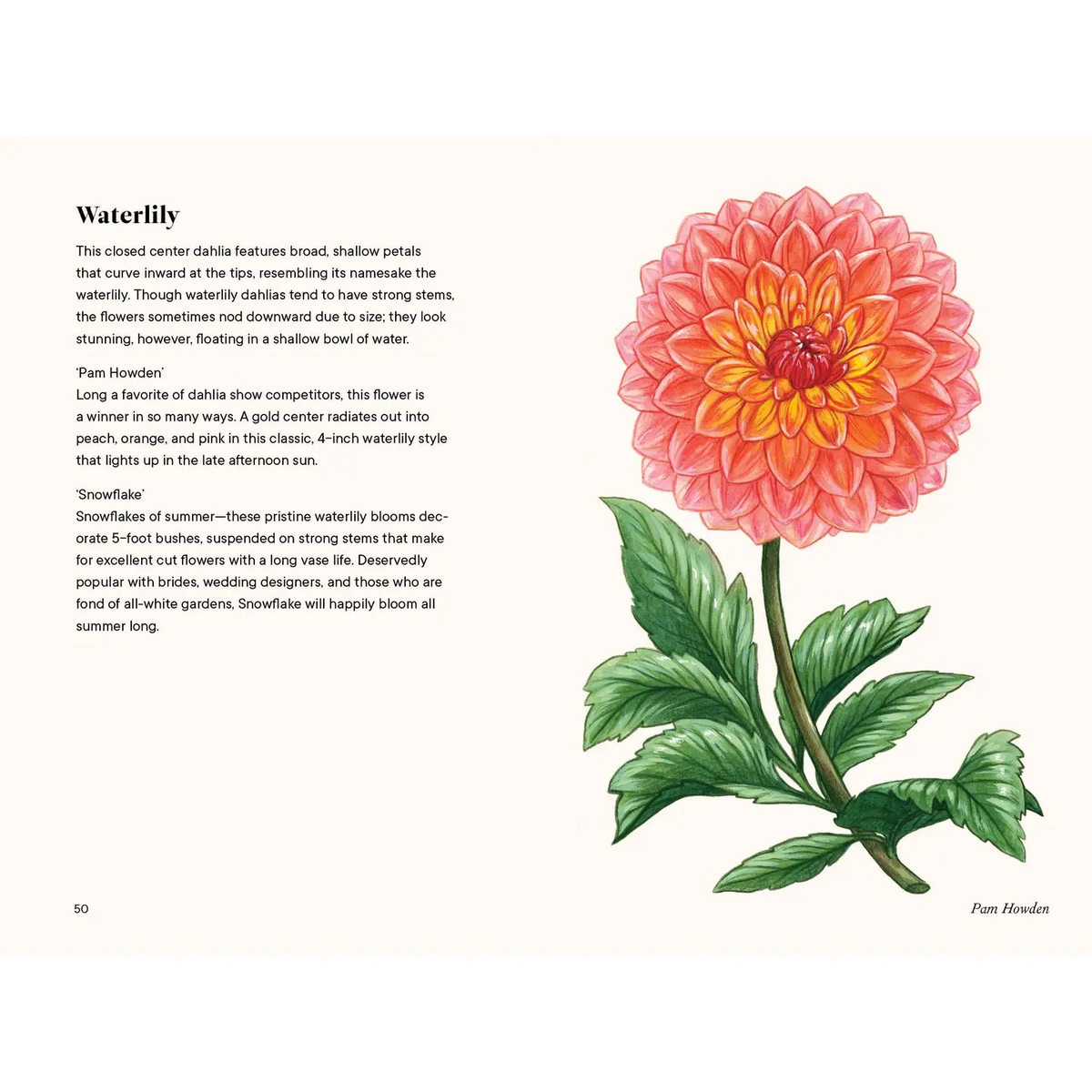 dahlias: a little book of flowers